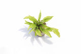 Cryptocoryne Petchii_Aquarium Plant For Sale