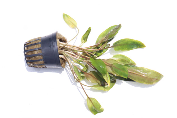 Cryptocoryne mioya_Foreground Crypt_Aquarium plant for sale