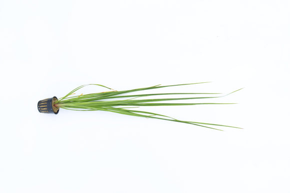 Cyperus Helferi_Aquarium Plant For Sale