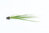 Cyperus Helferi_Aquarium Plant For Sale