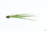 Cyperus Helferi_Aquarium Plant For Sale