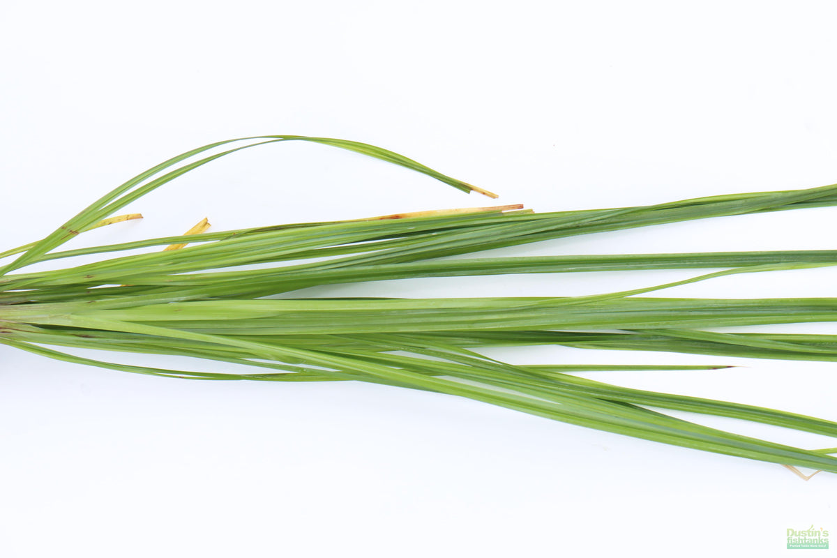 Cyperus Helferi – DustinsFishtanks