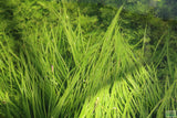 Cyperus Helferi_Aquarium Plant For Sale