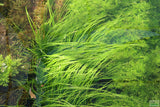 Cyperus Helferi_Aquarium Plant For Sale
