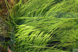 Cyperus Helferi_Aquarium Plant For Sale