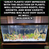 D_sStandardAquariumPlantComboPlantPack_Benjamin N.