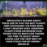 D_sStandardAquariumPlantComboPlantPack_BrianW.