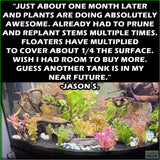 D_sStandardAquariumPlantComboPlantPack_Jasons.