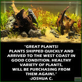 D_sStandardAquariumPlantComboPlantPack_JoshuaC