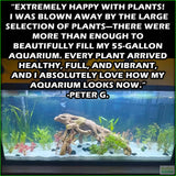 D_sStandardAquariumPlantComboPlantPack_PeterG.