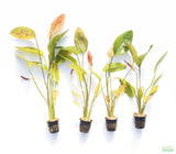 Deep Purple Sword_Echinodorus_Aquarium Plant For Sale