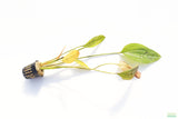 Deep Purple Sword_Echinodorus_Aquarium Plant For Sale