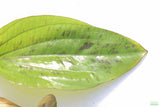 Deep Purple Sword_Echinodorus_Aquarium Plant For Sale