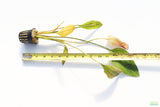 Deep Purple Sword_Echinodorus_Aquarium Plant For Sale