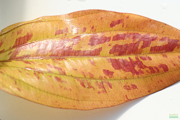 Deep Purple Sword_Echinodorus_Aquarium Plant For Sale
