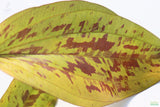 Deep Purple Sword_Echinodorus_Aquarium Plant For Sale