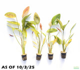 Deep Purple Sword_Echinodorus_Aquarium Plant For Sale