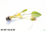 Deep Purple Sword_Echinodorus_Aquarium Plant For Sale