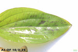 Deep Purple Sword_Echinodorus_Aquarium Plant For Sale