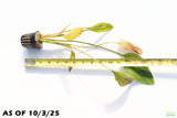 Deep Purple Sword_Echinodorus_Aquarium Plant For Sale