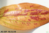 Deep Purple Sword_Echinodorus_Aquarium Plant For Sale