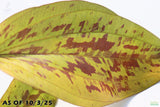Deep Purple Sword_Echinodorus_Aquarium Plant For Sale