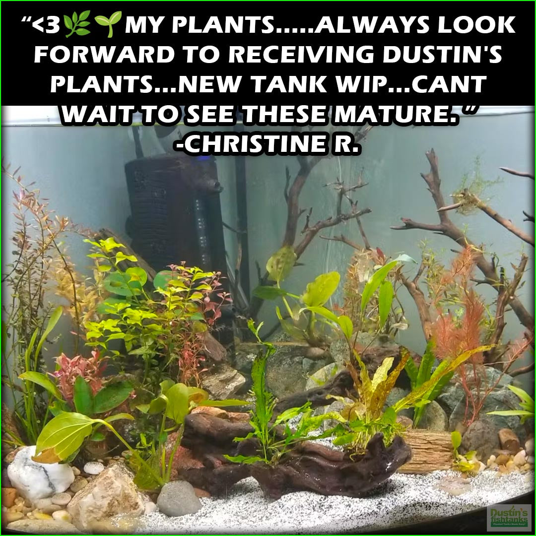 Easy Red Aquarium Plant Combo  DustinsFishtanks