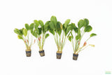 Echindodorus Harbich_Sword_Aquarium Plant For Sale