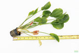 Echindodorus Harbich_Sword_Aquarium Plant For Sale
