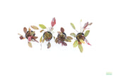 Echinodorus AFlame Sword_Aquarium Plant For Sale