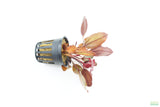 Echinodorus AFlame Sword_Aquarium Plant For Sale