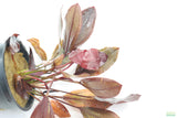 Echinodorus AFlame Sword_Aquarium Plant For Sale