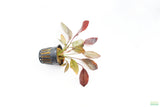 Echinodorus AFlame Sword_Aquarium Plant For Sale