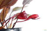 Echinodorus AFlame Sword_Aquarium Plant For Sale