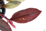 Echinodorus AFlame Sword_Aquarium Plant For Sale