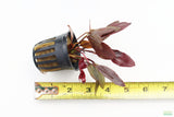 Echinodorus AFlame Sword_Aquarium Plant For Sale