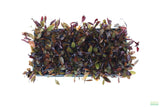 Echinodorus AFlame_Sword_Aquarium Plant for sale