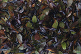 Echinodorus AFlame_Sword_Aquarium Plant for sale