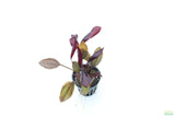 Echinodorus AFlame_Sword_Aquarium Plant for sale
