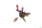Echinodorus AFlame_Sword_Aquarium Plant for sale
