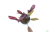 Echinodorus AFlame_Sword_Aquarium Plant for sale