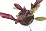 Echinodorus AFlame_Sword_Aquarium Plant for sale