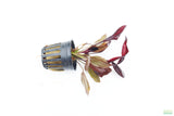 Echinodorus AFlame_Sword_Aquarium Plant for sale