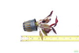 Echinodorus AFlame_Sword_Aquarium Plant for sale