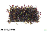 Echinodorus AFlame_Sword_Aquarium Plant for sale