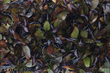 Echinodorus AFlame_Sword_Aquarium Plant for sale