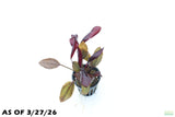 Echinodorus AFlame_Sword_Aquarium Plant for sale