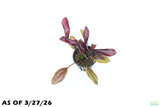 Echinodorus AFlame_Sword_Aquarium Plant for sale