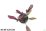 Echinodorus AFlame_Sword_Aquarium Plant for sale