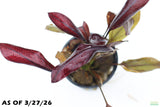 Echinodorus AFlame_Sword_Aquarium Plant for sale